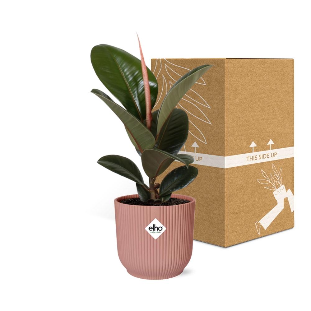 Ficus Elastica ‘Robusta’ im ELHO Vibes Fold 14cm Topf rosa