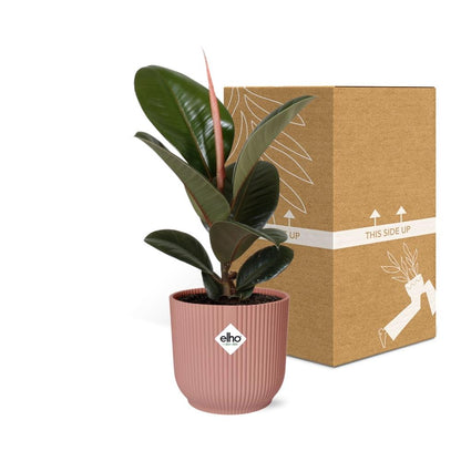 Ficus Elastica ‘Robusta’ im ELHO Vibes Fold 14cm Topf rosa