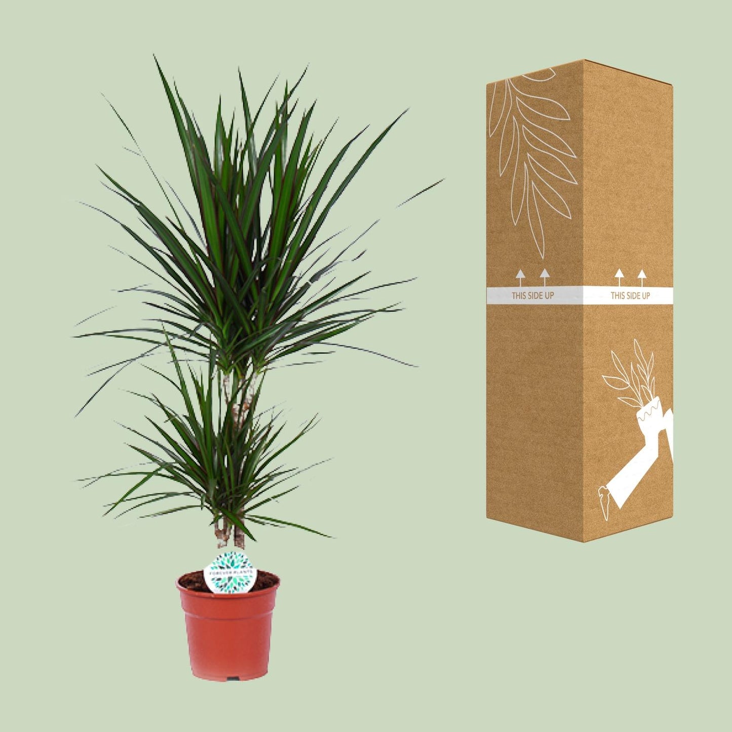Dracaena Marginata – Pflegeleichter Drachenbaum Ø17cm, 75cm hoch