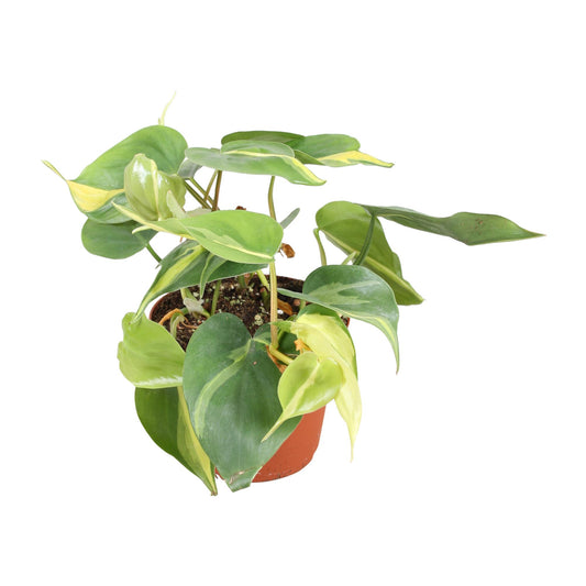 Philodendron Brasil - Ø13cm - ↕20cm