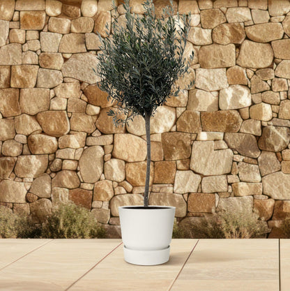 Olea Europaea op Stamm – 160 cm, Ø 24 cm