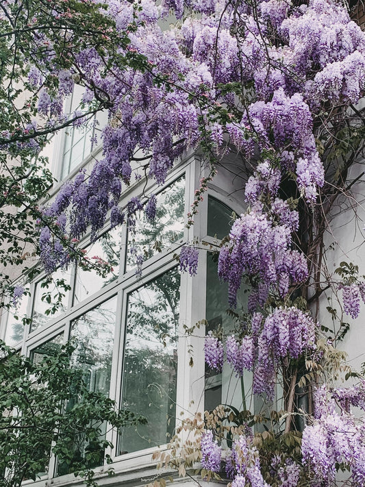 Wisteria floribunda 'Naga Noda' – Purpurner Regen – Ø15cm Topf