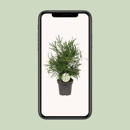 Asparagus Falcatus – pflegeleichte Zimmerpflanze Ø12cm