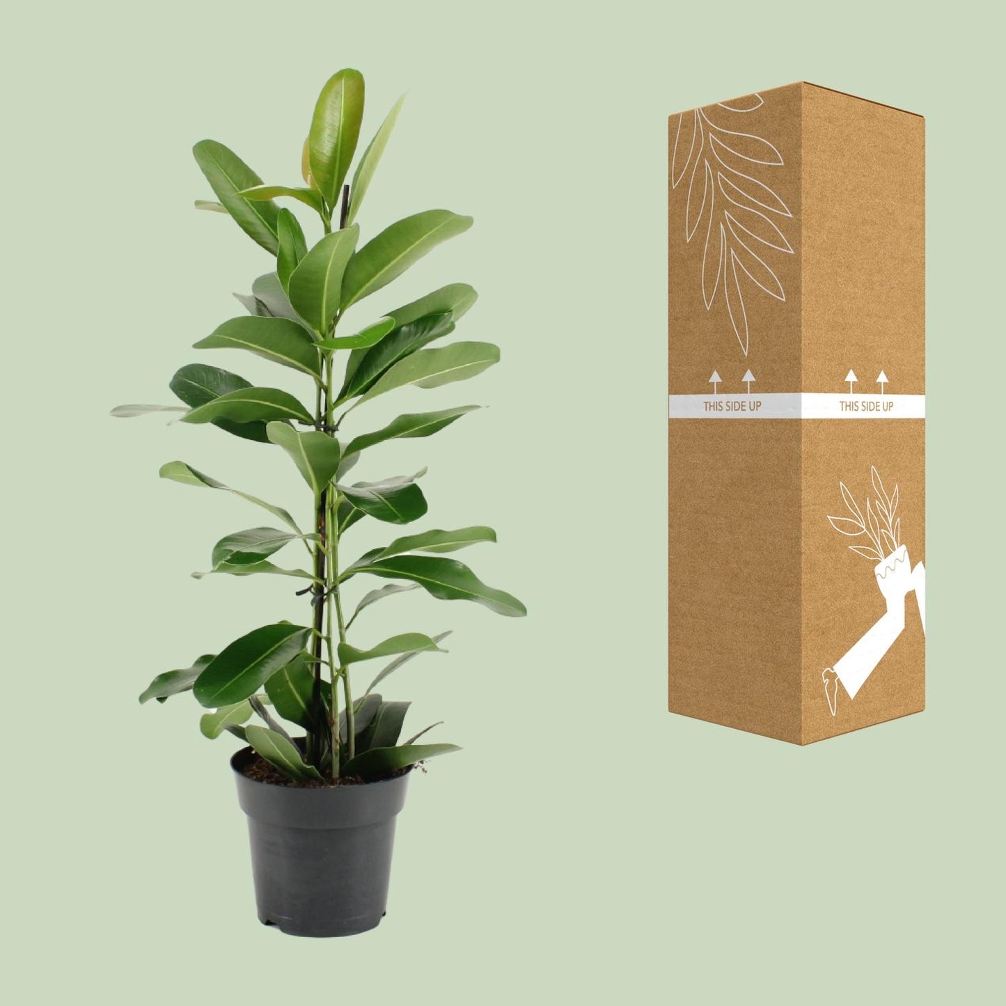 Ficus Microcarpa Smile® – Pflegeleichte Zimmerpflanze Ø17cm