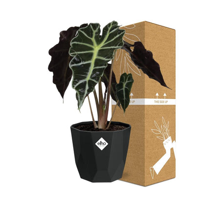 Alocasia ‘Polly’ – Tropische, pflegeleichte Zimmerpflanze im 14cm Topf