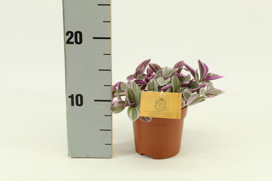 Dreimasterblume 'Sweetness' – Pflegeleichte Zimmerpflanze Ø10,5cm