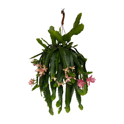 Disocactus phyllanthoides – Pflegeleichter Kaktus Ø21 cm