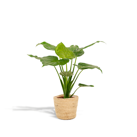 Elefantenohr 'Cucullata' – Tropische Zimmerpflanze 65 cm mit Korb