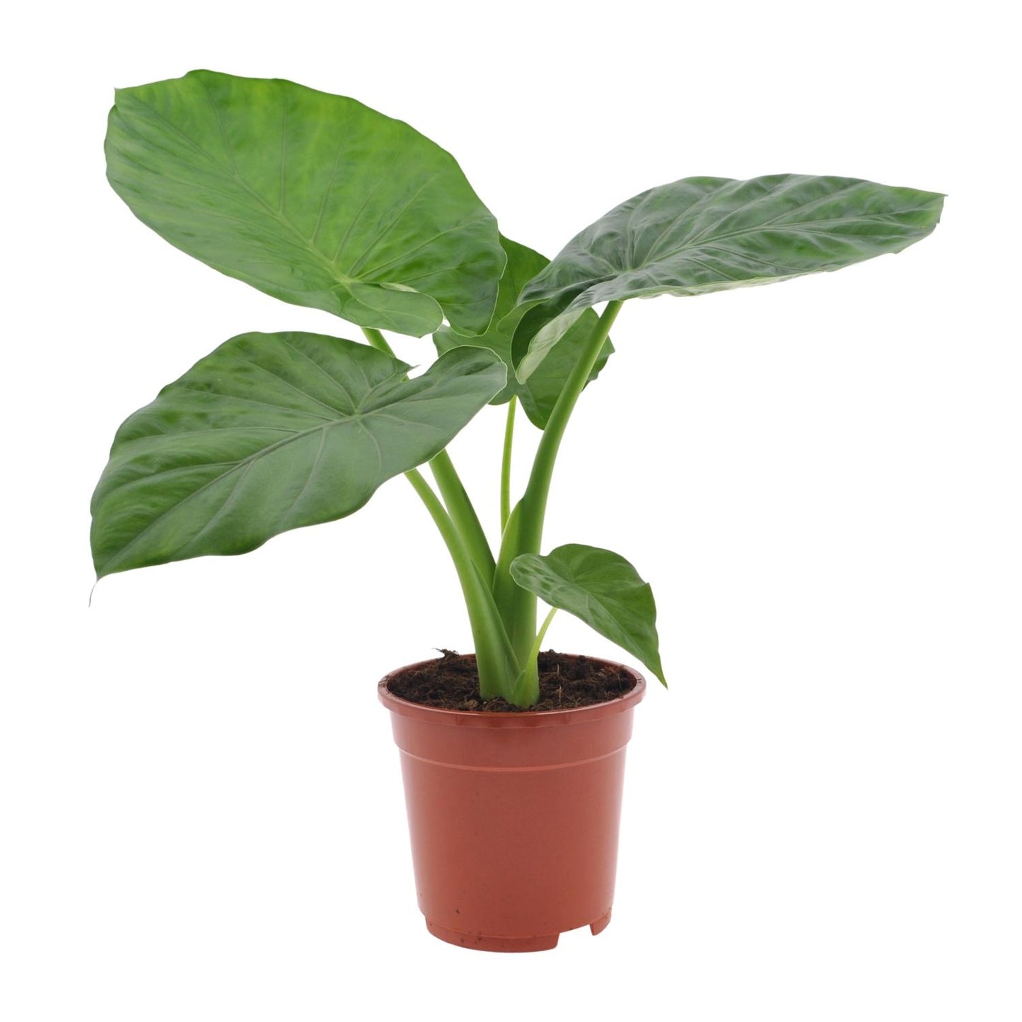 Alocasia Macrorrhiza – Tropische, pflegeleichte Zimmerpflanze Ø17cm