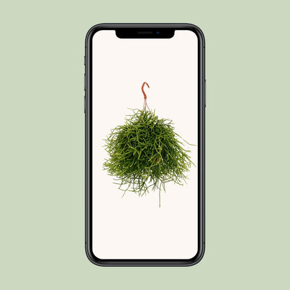 Rhipsalis Heteroclada – Pflegeleichte luftreinigende Zimmerpflanze Ø17cm