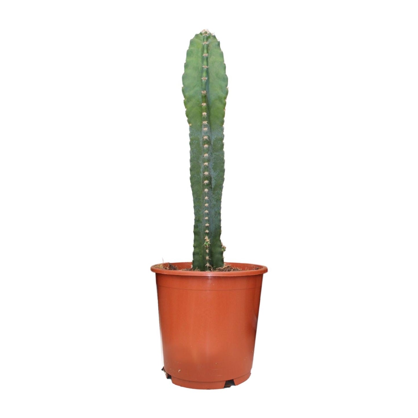 Cereus Peruvianus – Pflegeleichter Zimmerkaktus Ø17cm