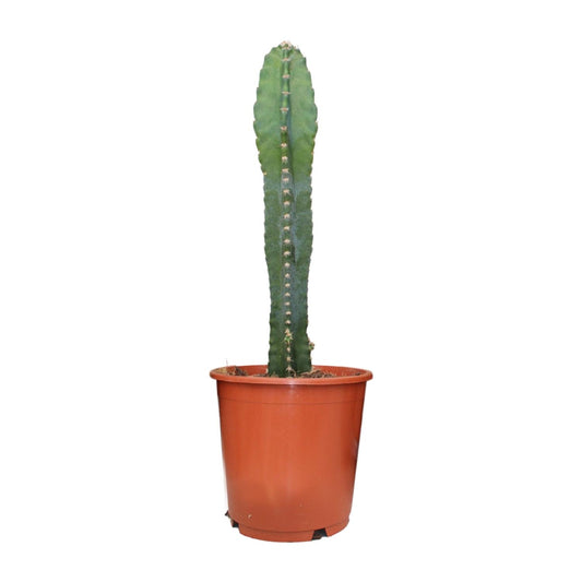 Cereus Peruvianus – Pflegeleichter Zimmerkaktus Ø17cm