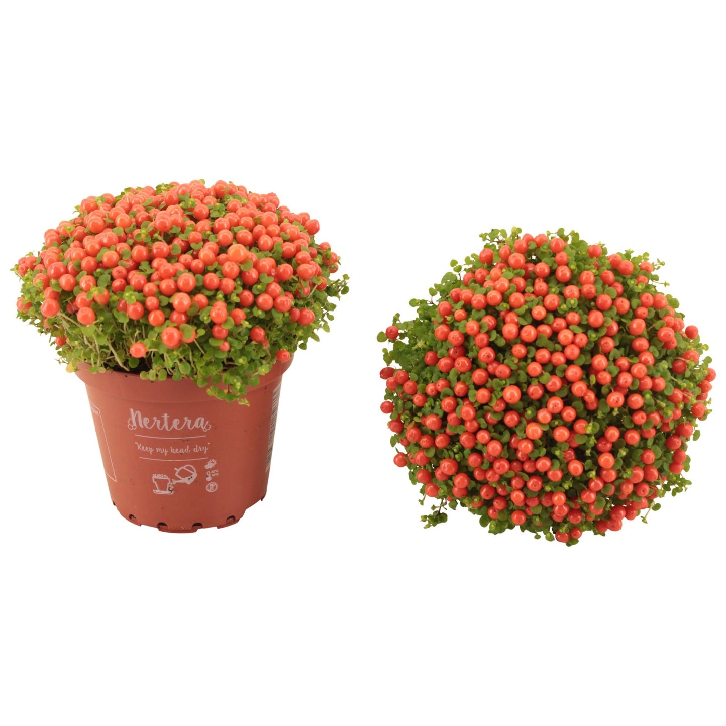 Nertera Granadensis 'Astrid' – Pflegeleichte Moosbeere im 8 cm Topf