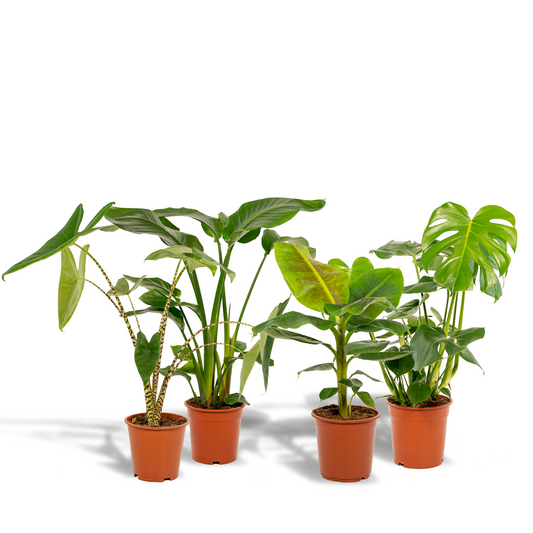 Tropen-Set: Monstera, Alocasia, Strelitzie & Musa (75-85 cm)