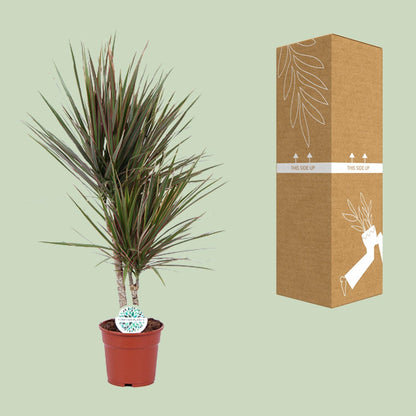 Dracaena Bicolor – Pflegeleichter Drachenbaum Ø17cm