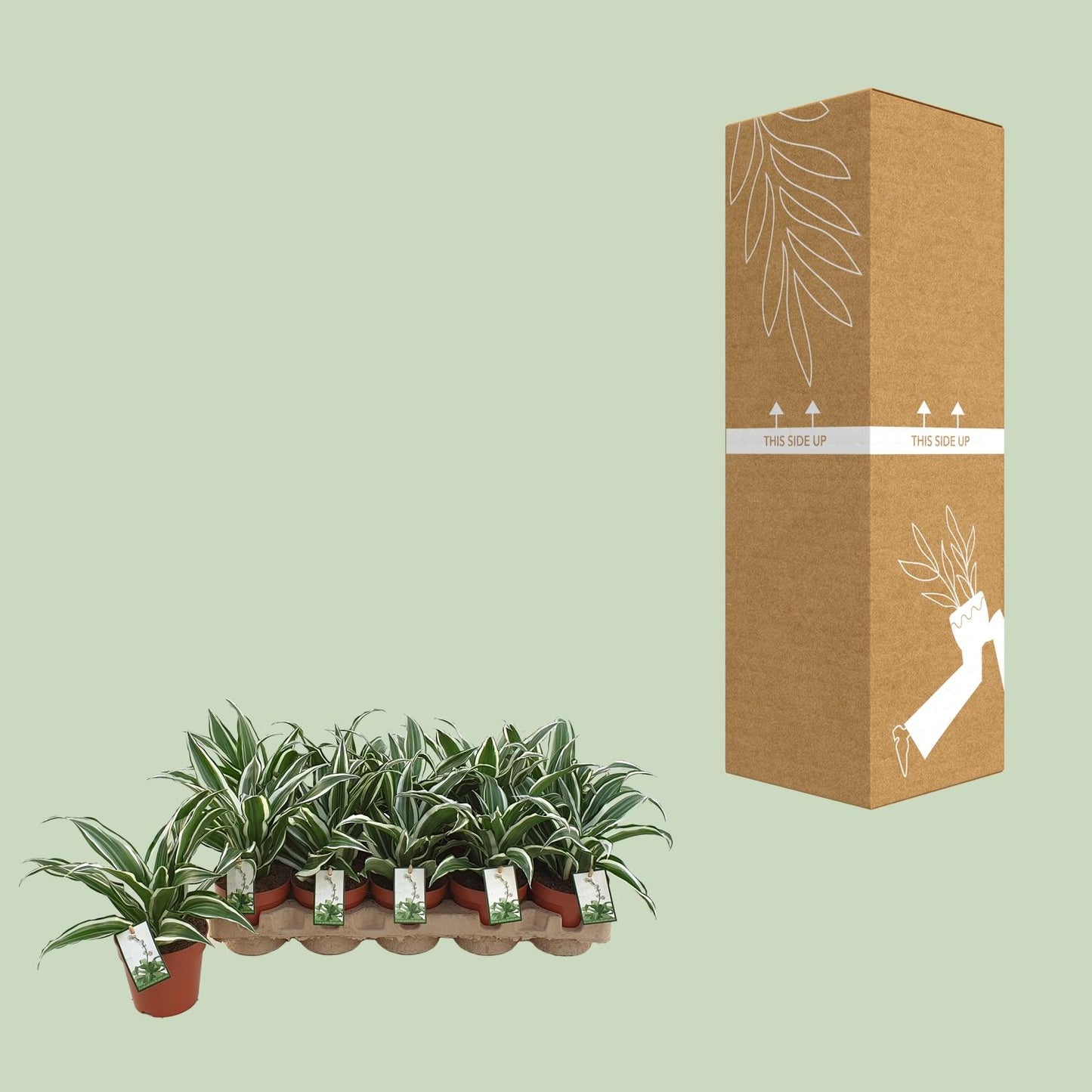 Dracaena White Jewel – Pflegeleichter Drachenbaum Ø12cm