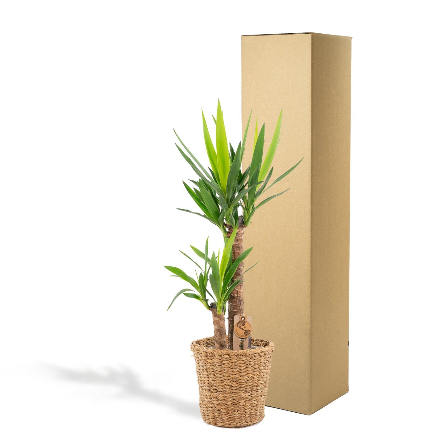 Yucca mit Korb – 100 cm – Ø 21 cm