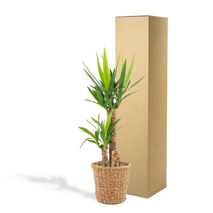 Yucca mit Korb – 100 cm – Ø 21 cm