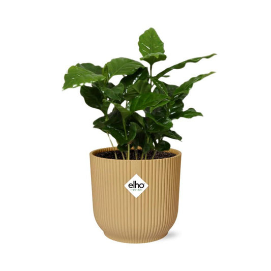 Coffea Arabica Zimmerpflanze im ELHO Vibes Fold Topf Gelb 14cm