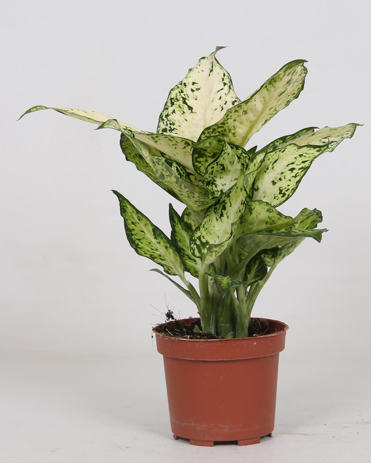 Dieffenbachia Amy – Pflegeleichte Zimmerpflanze Ø12cm