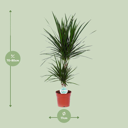 Dracaena Marginata – Pflegeleichter Drachenbaum Ø17cm, 75cm hoch