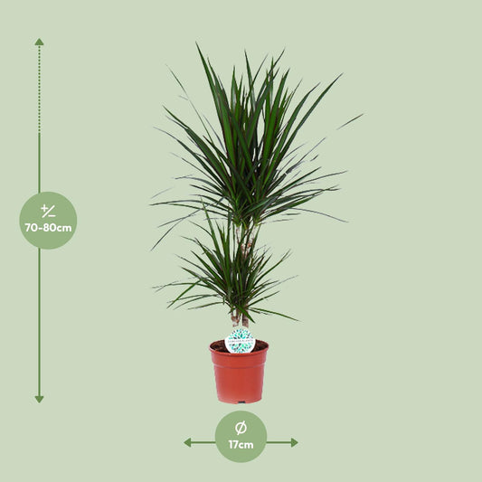 Dracaena Marginata – Pflegeleichter Drachenbaum Ø17cm, 75cm hoch