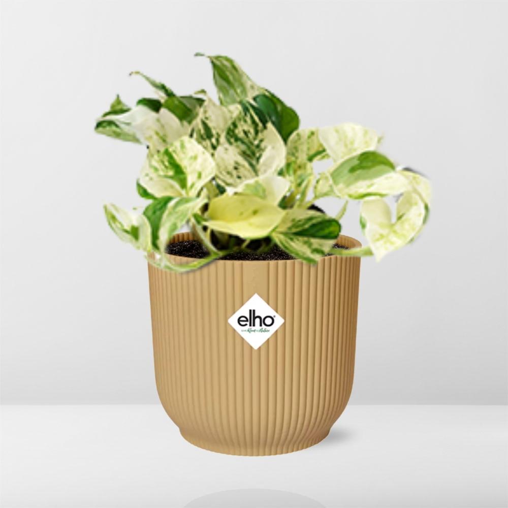 Epipremnum Pinnatum Happy Leaf – pflegeleichte Zimmerpflanze 14cm