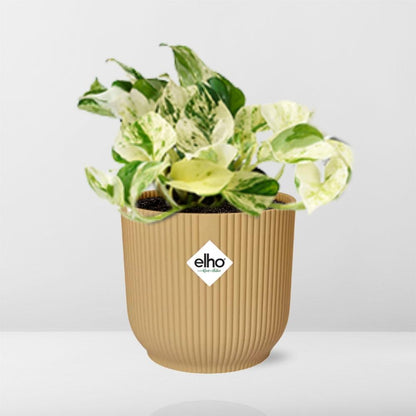 Epipremnum Pinnatum Happy Leaf – pflegeleichte Zimmerpflanze 14cm