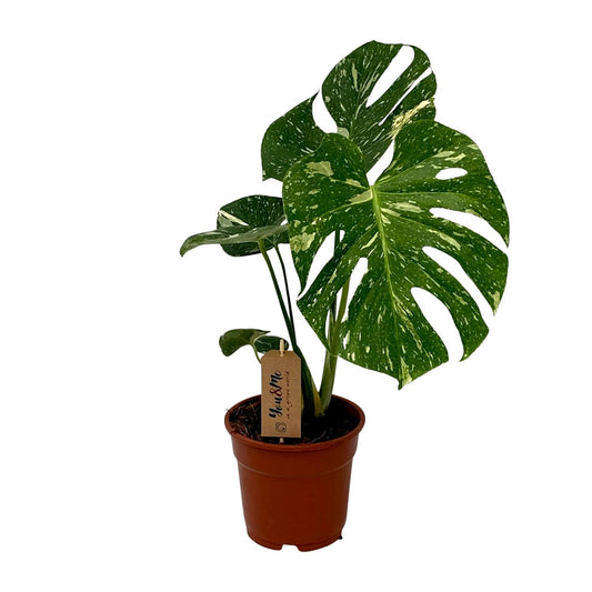 Monstera Deliciosa – Pflegeleichte Trendpflanze Ø17cm