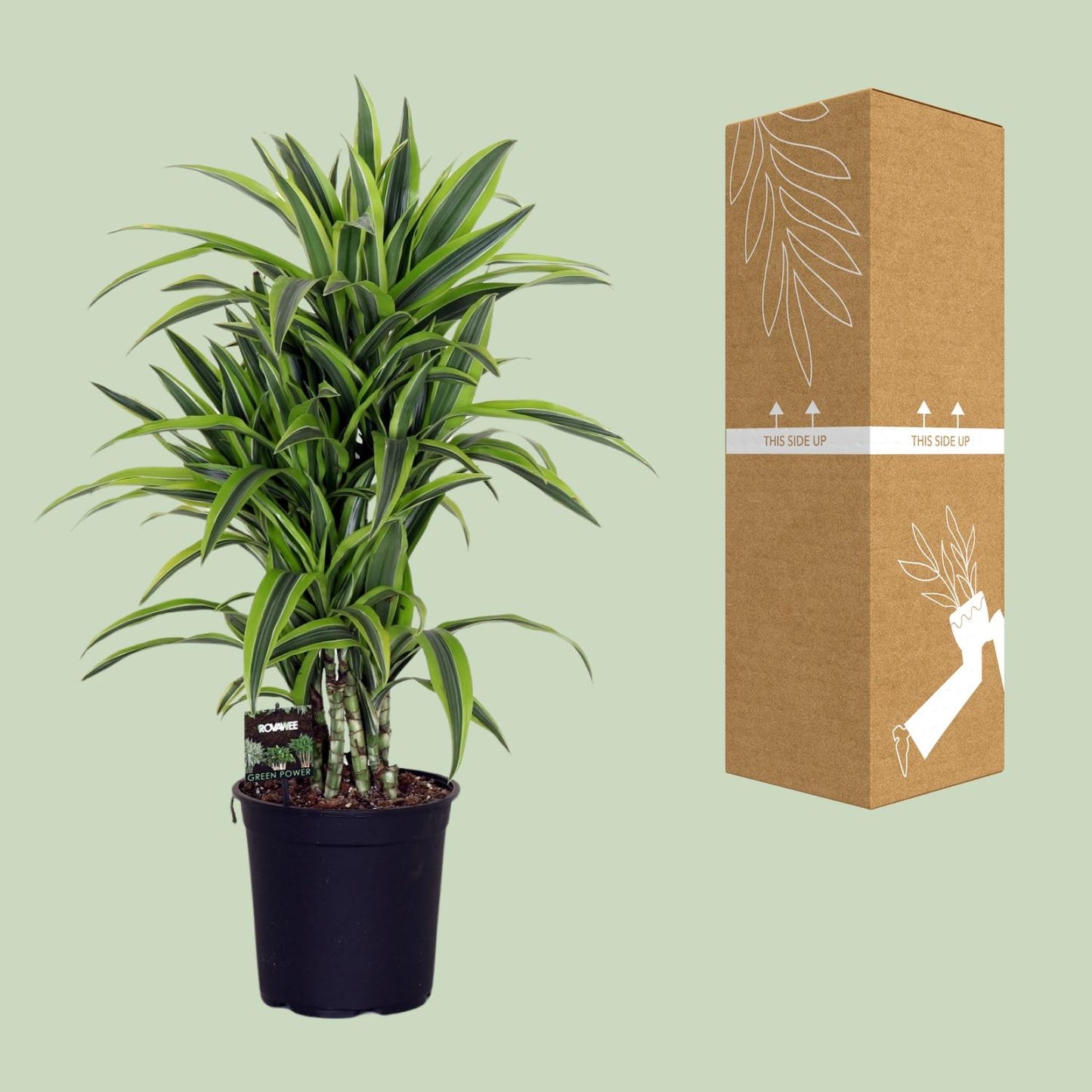 Dracaena Fragrans Lemon Lime – Pflegeleichte exotische Zimmerpflanze Ø24cm