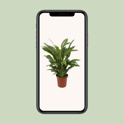 Spathiphyllum Torelli – Pflegeleichte Friedenslilie Ø17cm