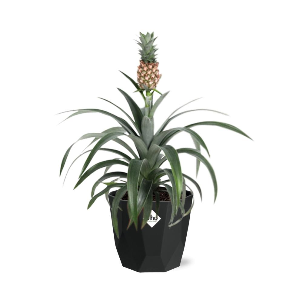 Ananas Mi Amigo – Tropische Zierpflanze 14 cm Topf