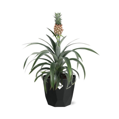 Ananas Mi Amigo – Tropische Zierpflanze 14 cm Topf