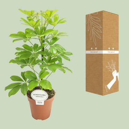 Schefflera Nora – Pflegeleichter Schirmbaum Ø13cm, 45cm hoch