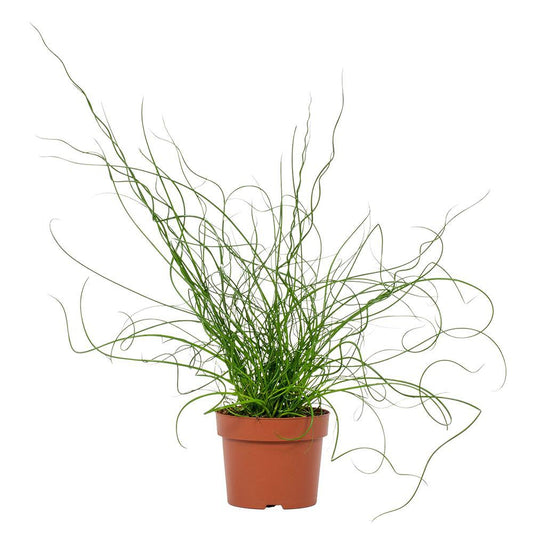 Juncus Liebeslocken – Pflegeleichte Zimmerpflanze Ø12cm