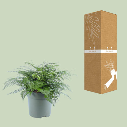 Asplenium Parvati – Eleganter Rippenfarn Ø27cm, 50cm hoch