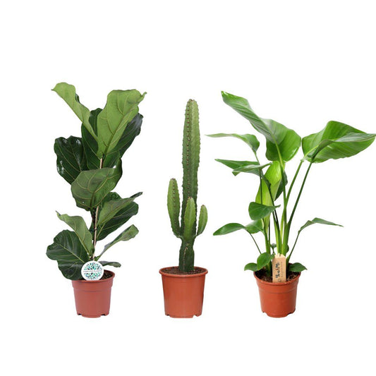 Pflegeleichter Pflanzen-Mix 3er Set Ø17cm