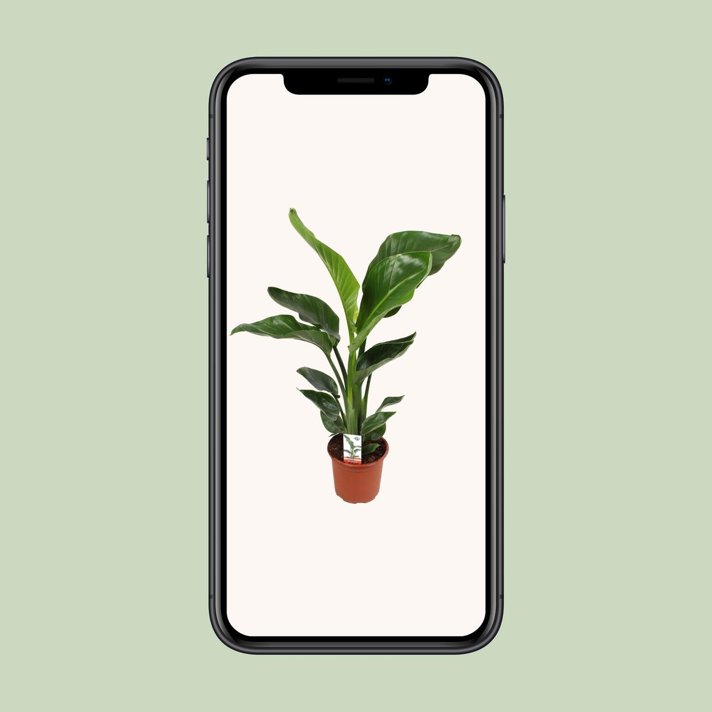 Strelitzia Nicolai – Paradiesvogelblume Ø17 cm, 70 cm hoch