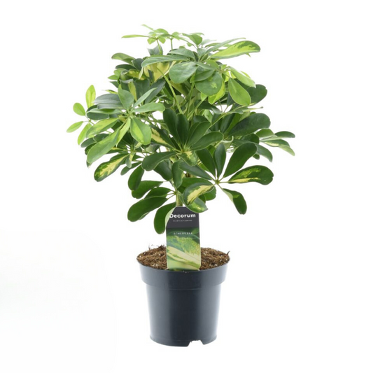 Schefflera Gold Capella – pflegeleichte Zimmerpflanze Ø14cm