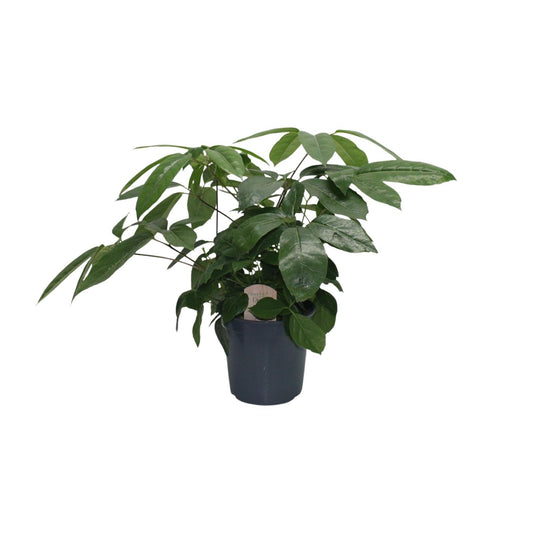 Schefflera Actinophylla – Pflegeleichter Schirmbaum Ø21 cm