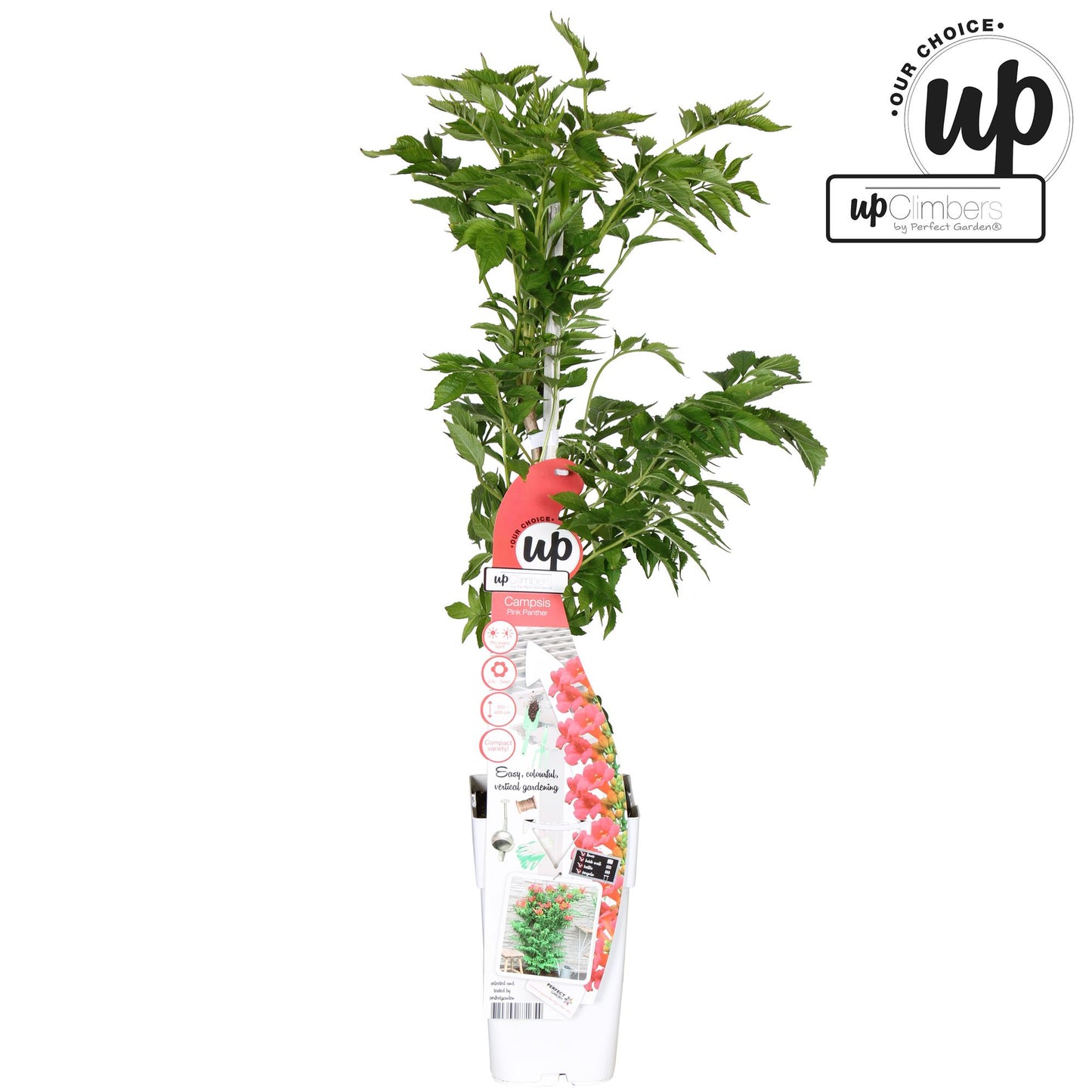 Campsis Pink Panther – Trompetenblüte Dunkelrosa Kletterpflanze