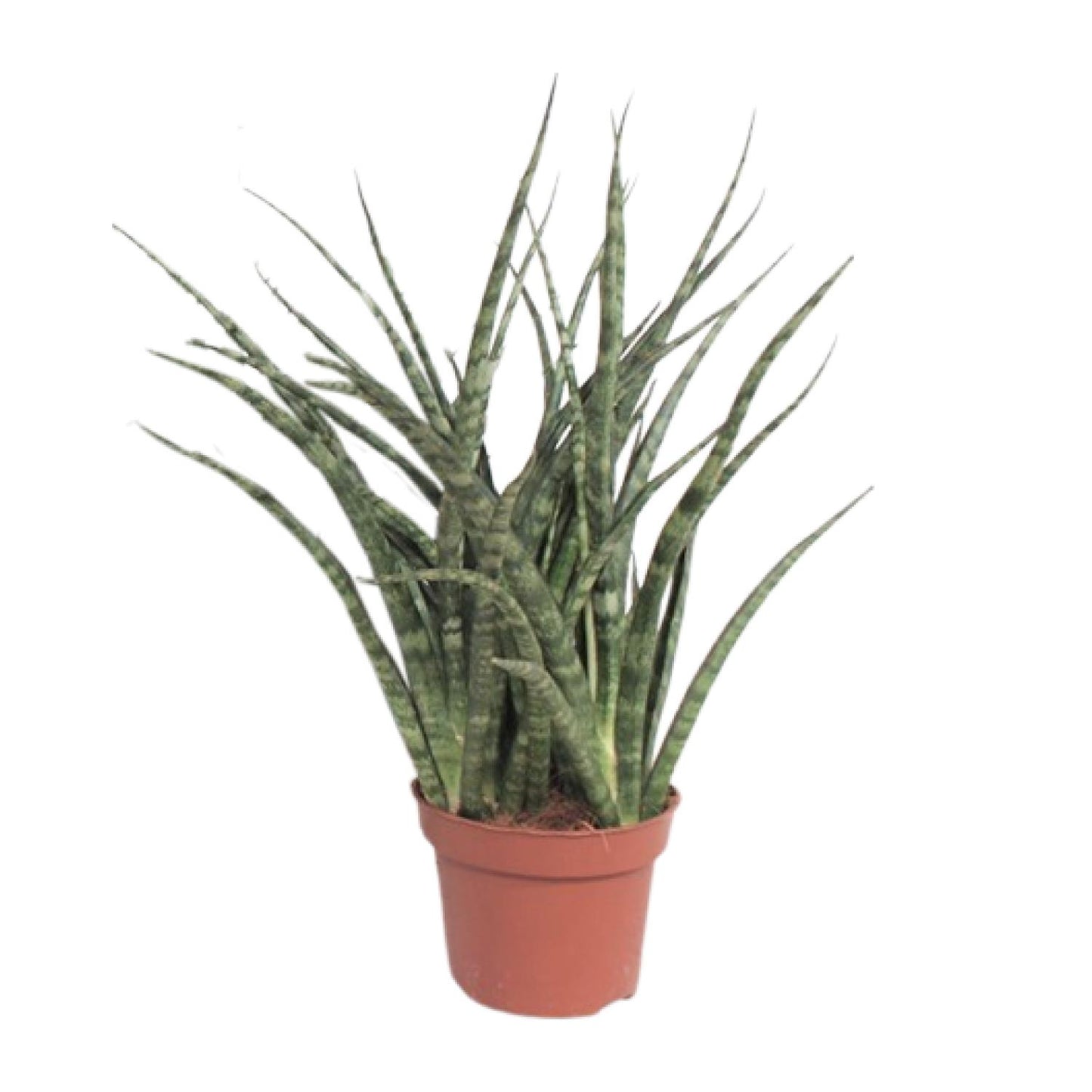 Bogenhanf Fernwood Punk – Pflegeleichter Luftreiniger Ø12cm