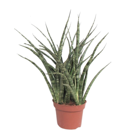 Bogenhanf Fernwood Punk – Pflegeleichter Luftreiniger Ø12cm