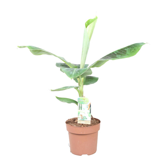 Musa Dwarf Cavendish – Kompakter Zwerg-Bananenbaum Ø17cm