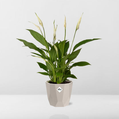 Spathiphyllum 12 cm Torelli in ELHO b.for rock 14 cm warm grey