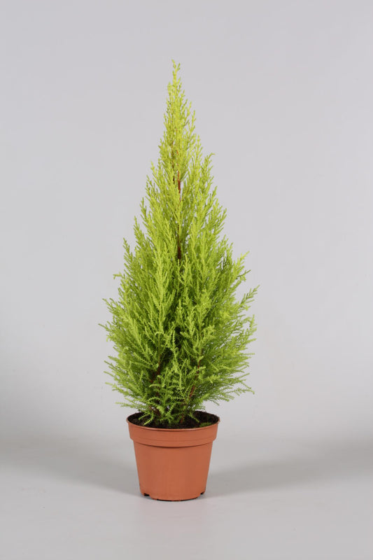 Cupressus Goldcrest Wilma – Goldgelbe Zwergzypresse Ø14cm