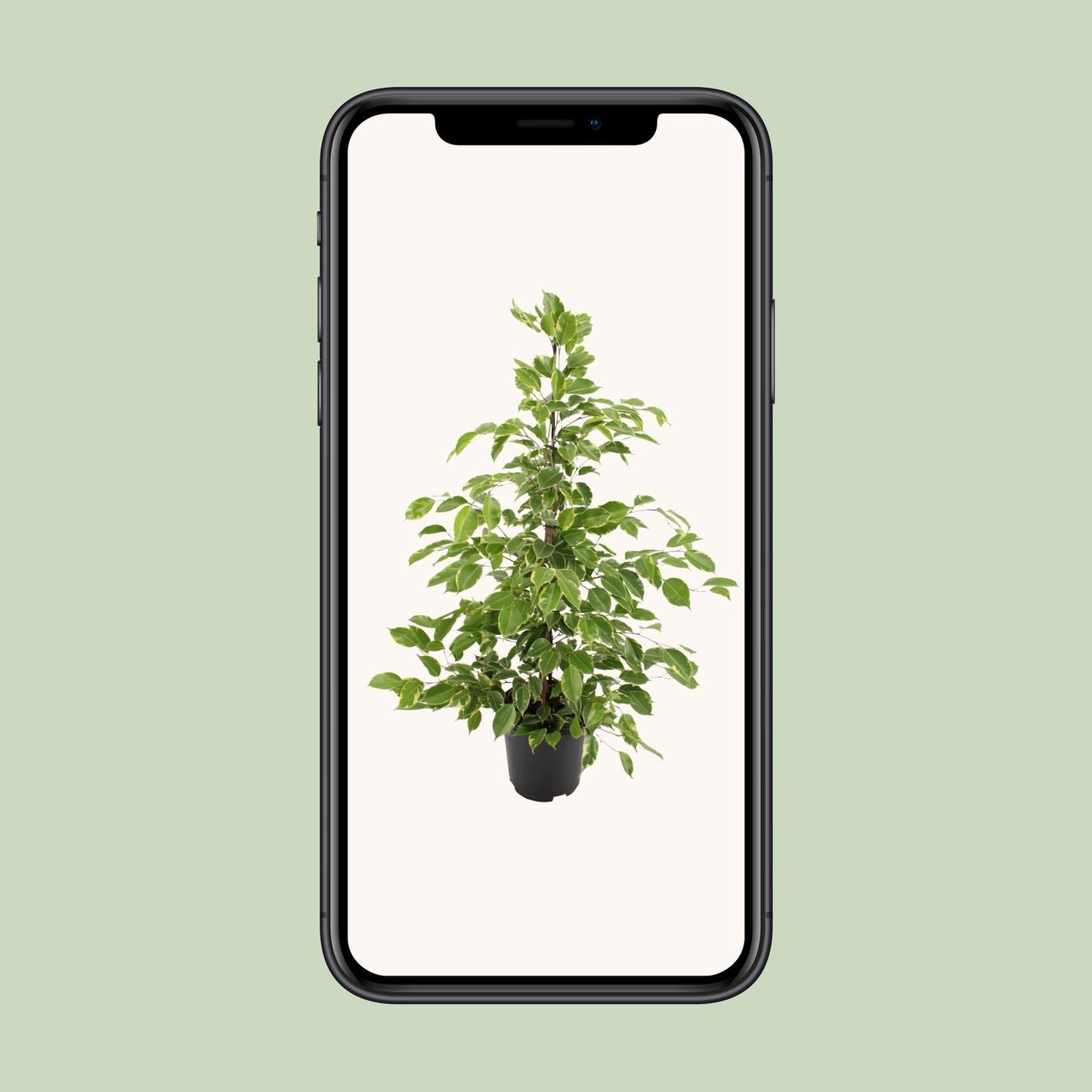 Ficus benjamina Goldenking – Pflegeleichte Zimmerpflanze Ø21cm