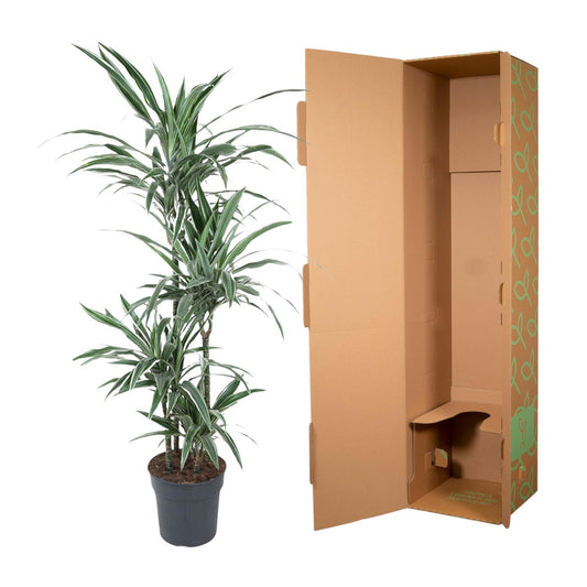 Dracaena Warneckei – Pflegeleichte Zimmerpflanze 145 cm