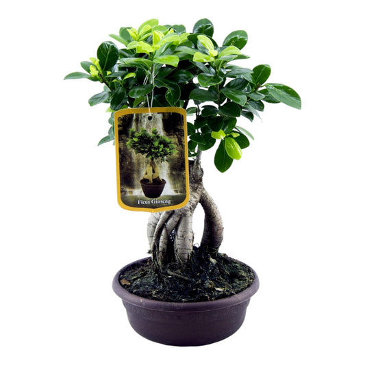Ficus Microcarpa Ginseng – Pflegeleichter Zimmerbaum 30 cm