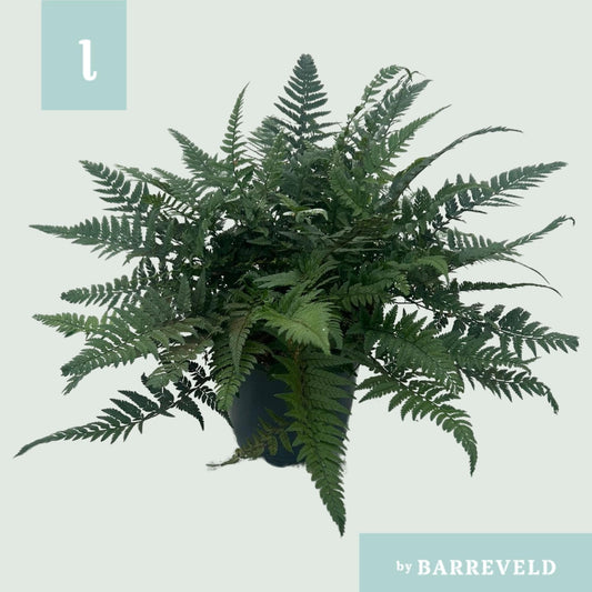 Polystichum Tsussimense 'Korean Rock Fern' 17cm – Pflegeleichte Zimmerpflanze